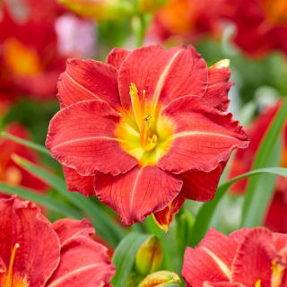 Liliowiec Booby Ruby