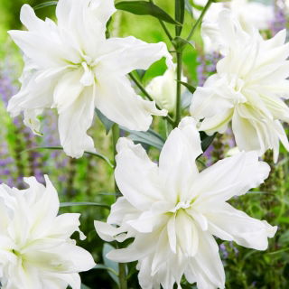 Lilia - Lotus Ice - orientalna, pełna