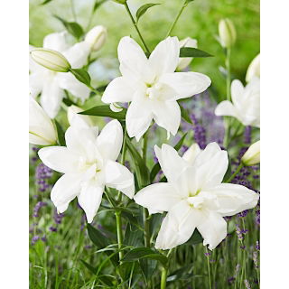 Lilia - Lotus Pure - orientalna, pełna