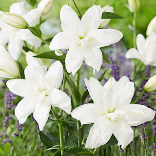 Lilia - Lotus Pure - orientalna, pełna
