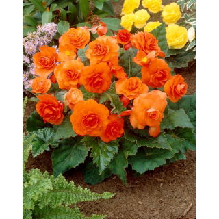 Begonia wielokwiatowa - Multiflora Maxima - pomarańczowa - 2 szt.
