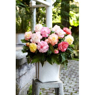 Begonia Samba mix - 2 szt.