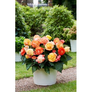 Begonia Superba Bolero - 2 szt.