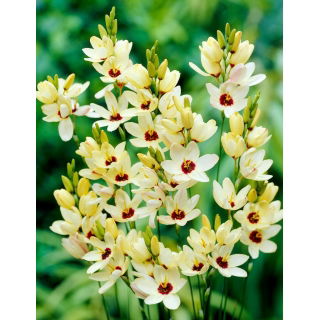Ixia - Marquette - 25 szt.