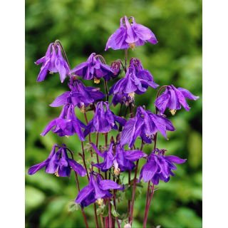 Orlik alpejski - Aquilegia alpina - 1 szt.
