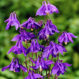 Orlik alpejski - Aquilegia alpina - 1 szt.