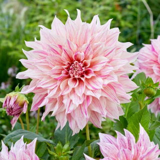 Dalia - Café au Lait Twist