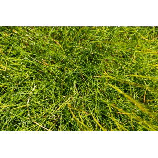 Kostrzewa łąkowa Patra - 5 kg