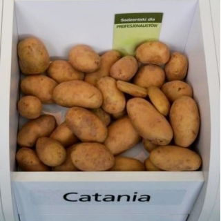 Ziemniaki, Sadzeniaki - Catania - bardzo wczesne - 60 szt.