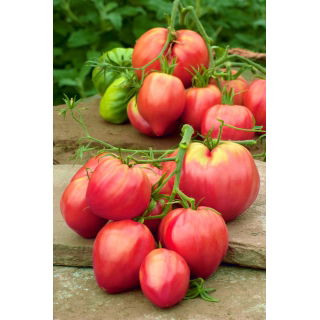 Pomidor Bawole Serce Oxheart - gruntowy Malinowy - 10 gram