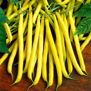 Fasola szparagowa karłowa żółta Złota Saxa - 500 gram