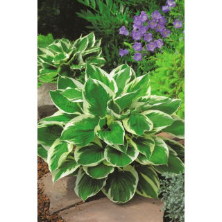 Funkia - Hosta Minute Man - duża paczka! - 10 szt.