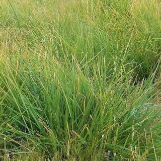 Kostrzewa trzcinowa pastewna miękkolistna Lipalma - 5 kg