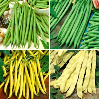 Nasiona fasoli szparagowej - zestaw 4 odmian
