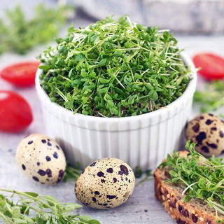 Nasiona na kiełki - Rzeżucha - 500 gram