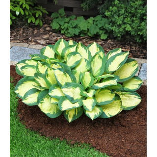 Funkia niska - Hosta Popcorn - duża paczka! - 10 szt.
