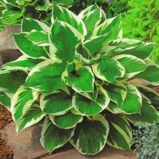 Funkia - Hosta Minute Man - duża paczka! - 10 szt.