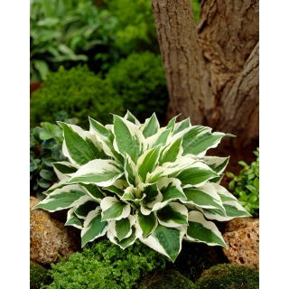 Funkia - Hosta Patriot - duża paczka! - 10 szt.