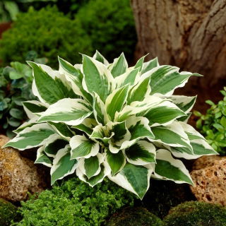 Funkia - Hosta Patriot - duża paczka! - 10 szt.