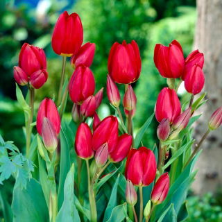 Tulipan Red Georgette - duża paczka! - 50 szt.