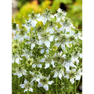 Czarnuszka siewna - roślina miododajna - 1 kg