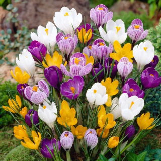 Krokus wielkokwiatowy mix - GIGA paczka! - 500 szt.