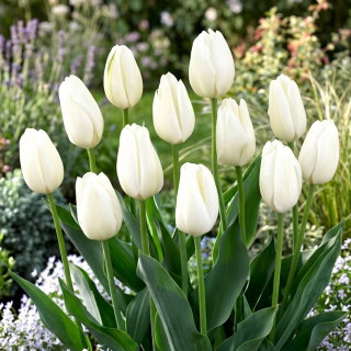 Tulipan Hakuun - GIGA paczka! - 250 szt.