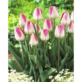 Tulipan Innuendo - GIGA paczka! - 250 szt.
