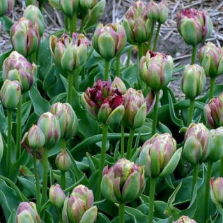 Tulipan Boa Vista - duża paczka! - 50 szt.