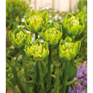 Tulipan Green Bizarre - duża paczka! - 50 szt.