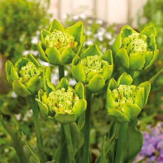 Tulipan Green Bizarre - GIGA paczka! - 250 szt.