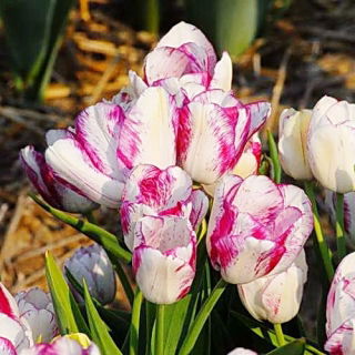 Tulipan Modern Style - GIGA paczka! - 250 szt.