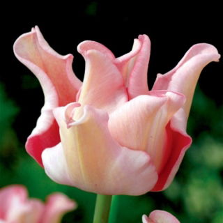 Tulipan Witty Picture - duża paczka! - 50 szt.