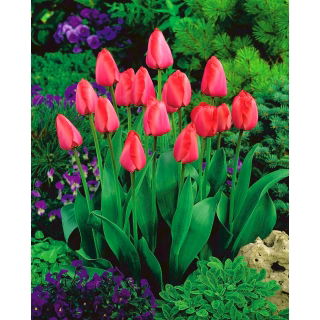 Tulipan Niigata - GIGA paczka! - 250 szt.