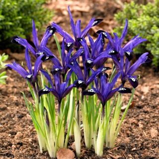 Irys botaniczny - Blue Note - GIGA paczka! - 500 szt.