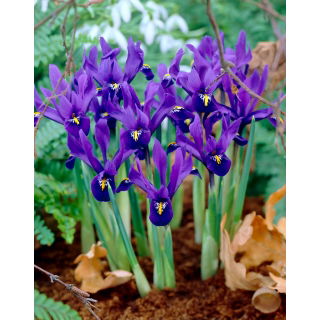 Irys botaniczny - Pixie - GIGA paczka! - 500 szt.