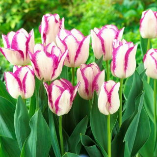 Tulipan Affaire - GIGA paczka! - 250 szt.
