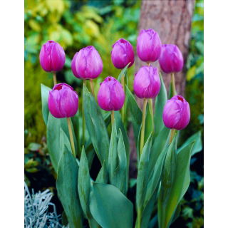 Tulipan Attila - GIGA paczka! - 250 szt.
