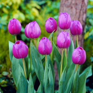 Tulipan Attila - GIGA paczka! - 250 szt.