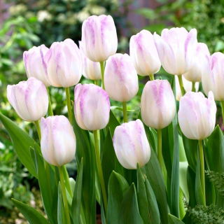 Tulipan Gwen - GIGA paczka! - 250 szt.