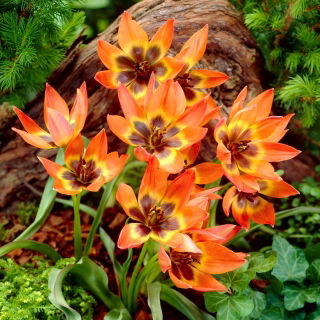 Tulipan Little Princess - GIGA paczka! - 250 szt.