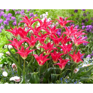 Tulipan Madalyn - GIGA paczka! - 250 szt.
