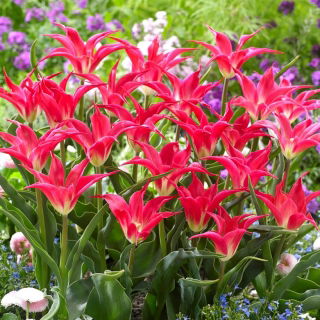 Tulipan Madalyn - GIGA paczka! - 250 szt.