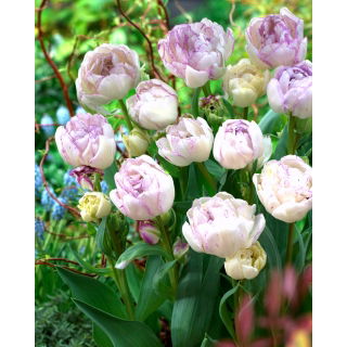Tulipan Normandie - GIGA paczka! - 250 szt.