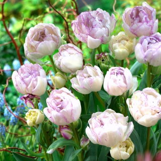 Tulipan Normandie - GIGA paczka! - 250 szt.