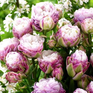 Tulipan Peggy Wonder - GIGA paczka! - 250 szt.