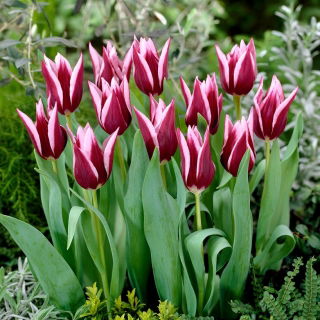Tulipan Rajka - GIGA paczka! - 250 szt.