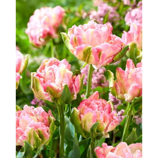 Tulipan Star Of Parrots - GIGA paczka! - 250 szt.