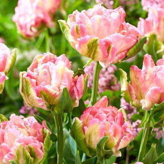 Tulipan Star Of Parrots - GIGA paczka! - 250 szt.