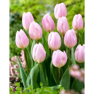 Tulipan Sweet Flag - GIGA paczka! - 250 szt.